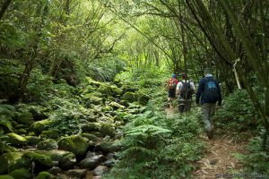School Activity Trips: Forest Trekking